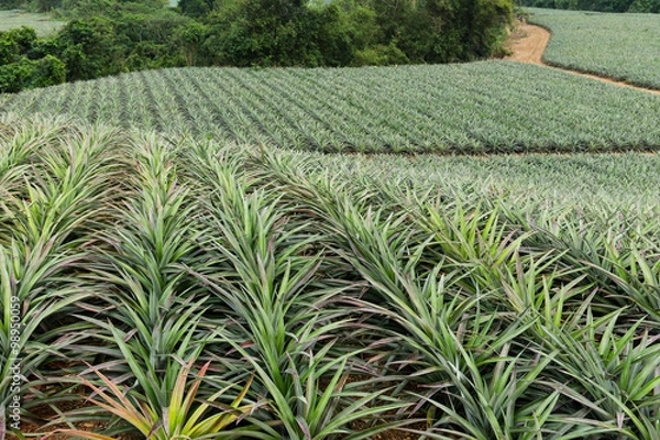 Fototapeta Pineapple in a garden Farms