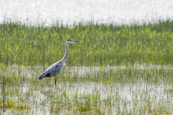 Fototapeta Grey Heron in Helsinki at summer