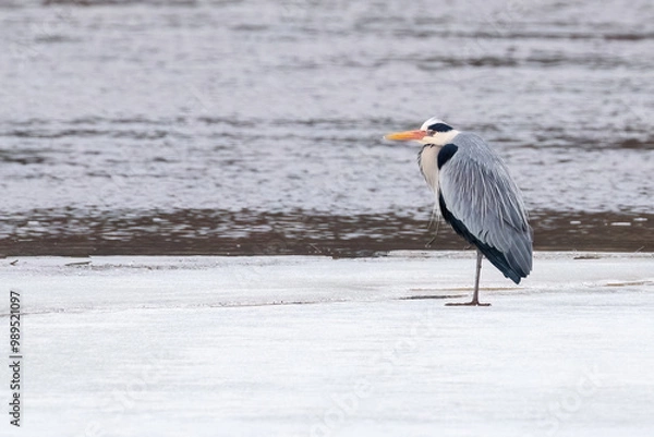 Fototapeta Grey Heron on ice at springtime