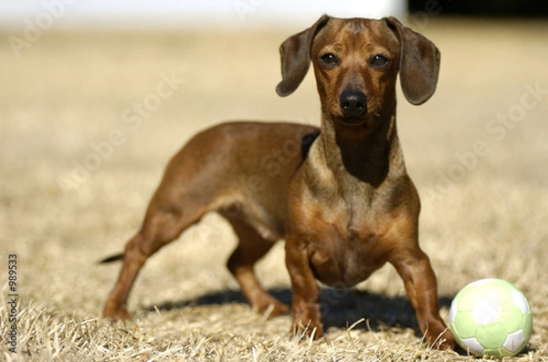Obraz miniature daschound