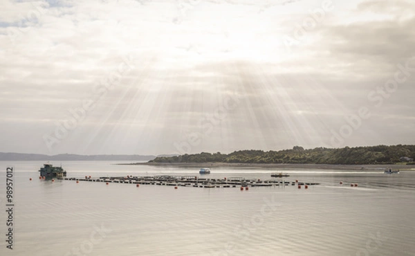 Fototapeta salmon farm