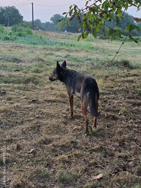 Fototapeta Praline 20