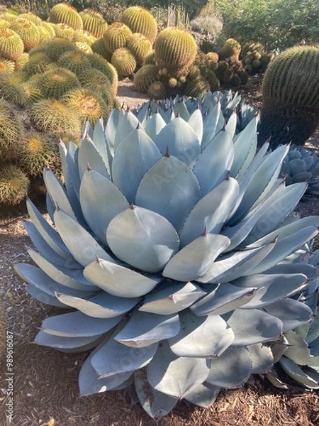 Obraz cactus in the desert