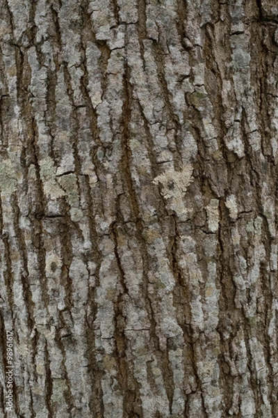 Fototapeta Tree bark Texture Background Pattern