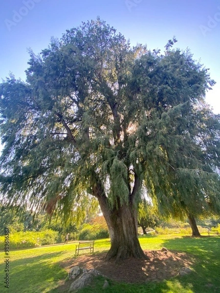Obraz spring in the park at sunset