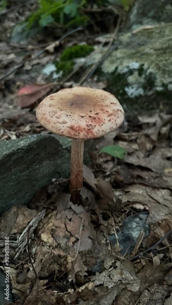 Obraz mushrooms in the forest