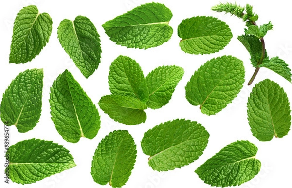 Fototapeta Mint leaves collection - Ready to use Premium PNG Cutout isolated image.