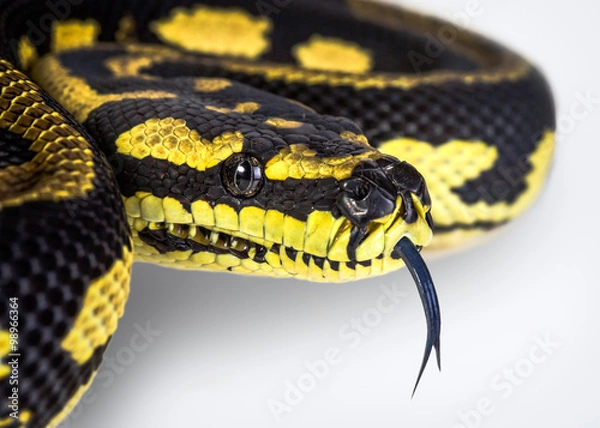 Obraz jungle carpet python