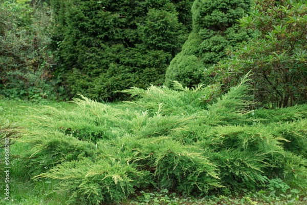 Fototapeta Juniperus horizontalis in the garden
