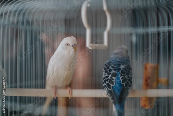 Fototapeta Close-up of two budgies, one white and one blue, perched inside a birdcage. The image captures the serene atmosphere and detailed plumage of the birds.