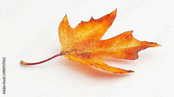 Fototapeta autumn leaf isolated on white