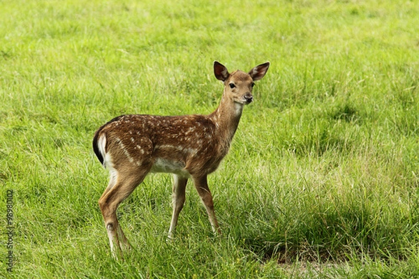 Obraz Doe cub in zoo
