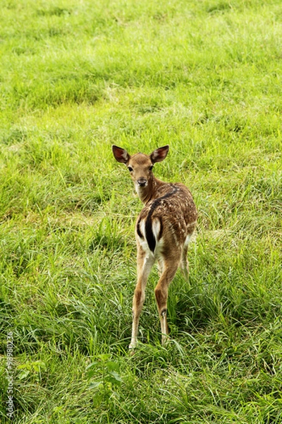 Obraz Small doe in zoo