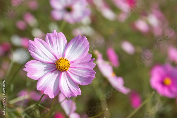 Obraz コスモスの花