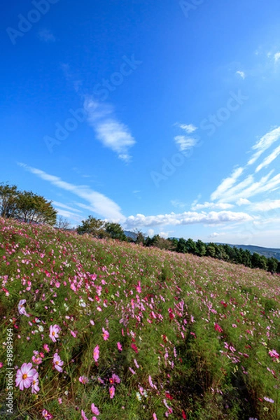 Fototapeta コスモス畑＠長崎県諫早市白木峰