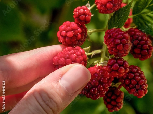 Fototapeta Blackberry Picking