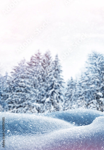 Fototapeta Winter Forest. Winter landscape.