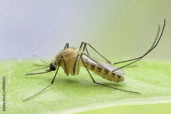 Fototapeta mosquito