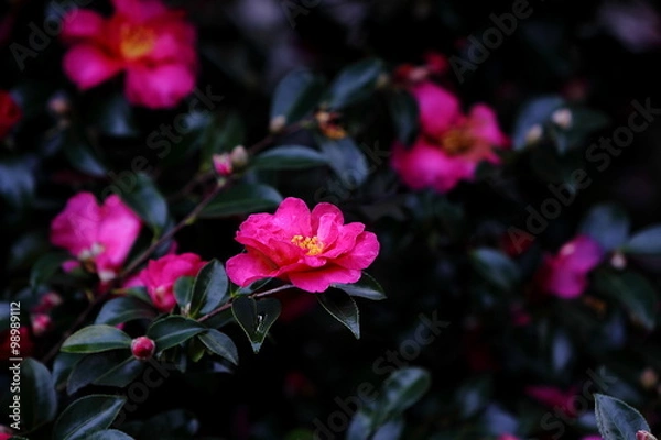 Fototapeta 山茶花