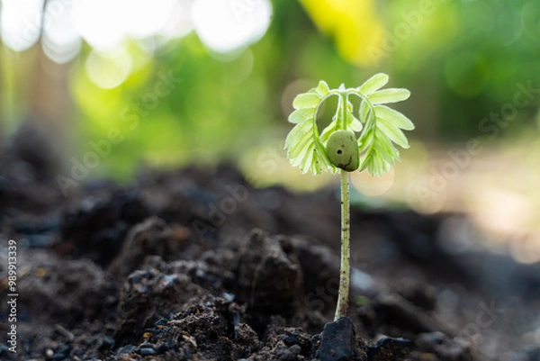 Obraz A tiny green seedling is sprouting
