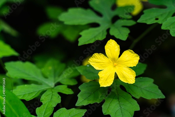 Obraz vibrant yellow flower