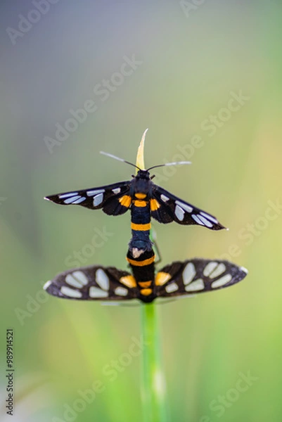 Obraz brightly colored moths