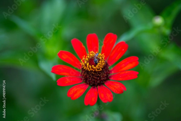 Obraz red zinnia flower