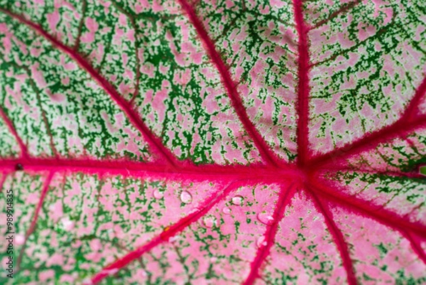 Obraz vibrant caladium leaf