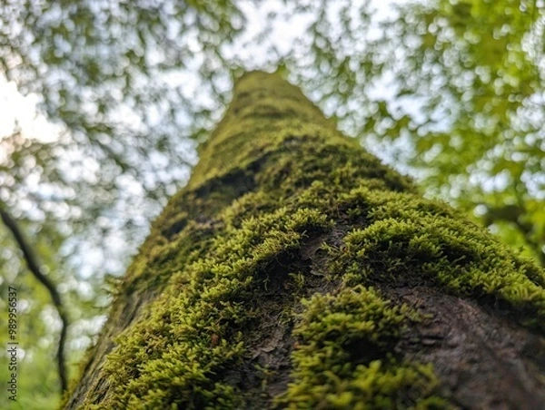 Fototapeta Moss covered tree in green forest