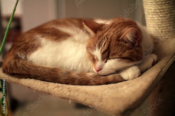 Obraz rudy kot na drapaku