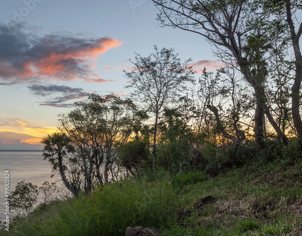 Fototapeta Trees on the coast
