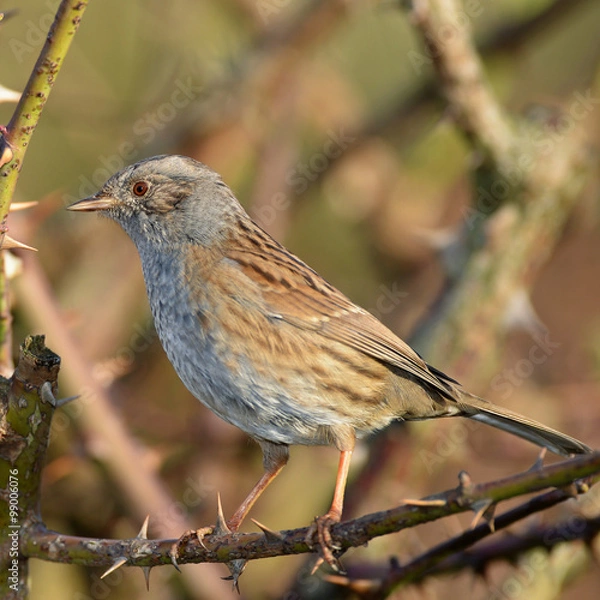 Obraz Dunnock, Prunella modularis