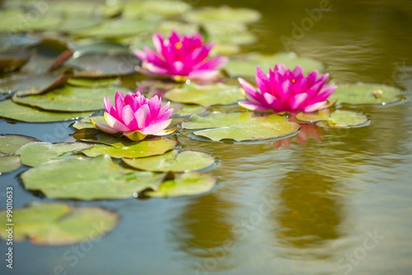 Fototapeta Розовые кувшинки в пруду