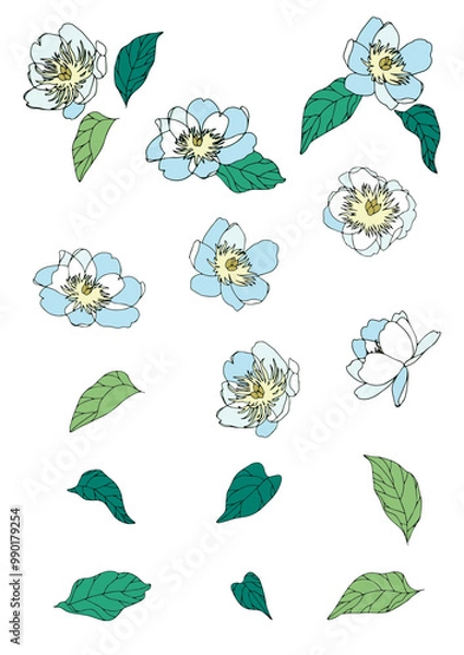 Obraz 芍薬の花のイラストセット