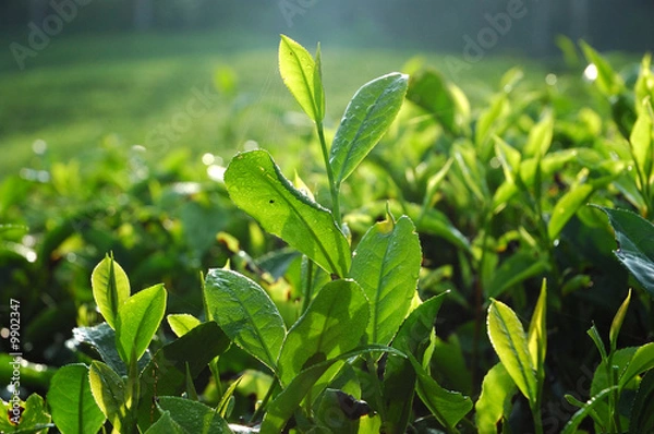 Obraz tea plantation