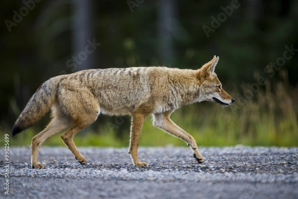 Obraz Coyote (Canis Latrans)