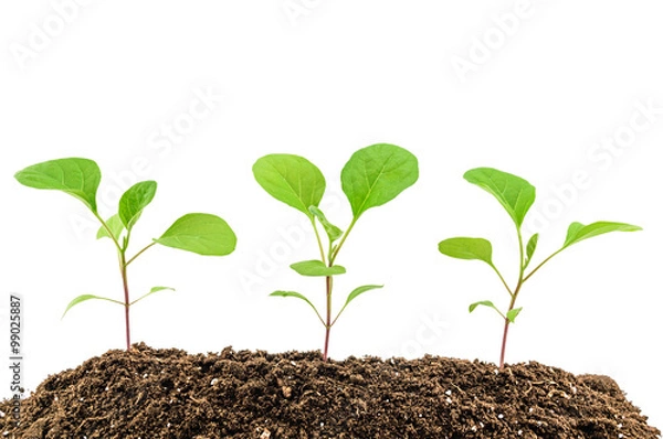 Obraz Eggplant seedlings