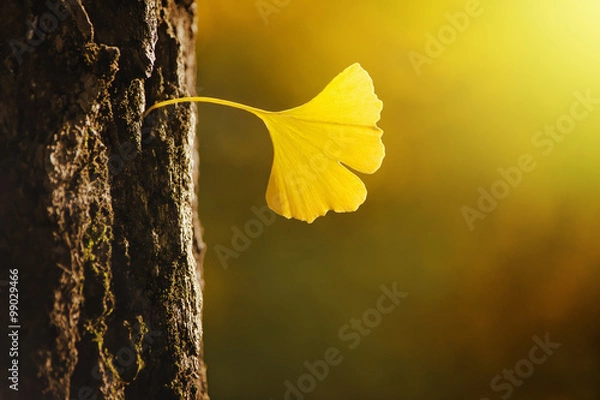Obraz Golden Ginko Biloba leaf in a bark of tree