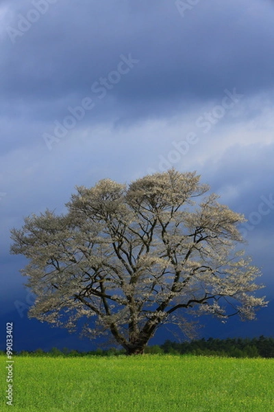 Fototapeta 雫石　一本桜