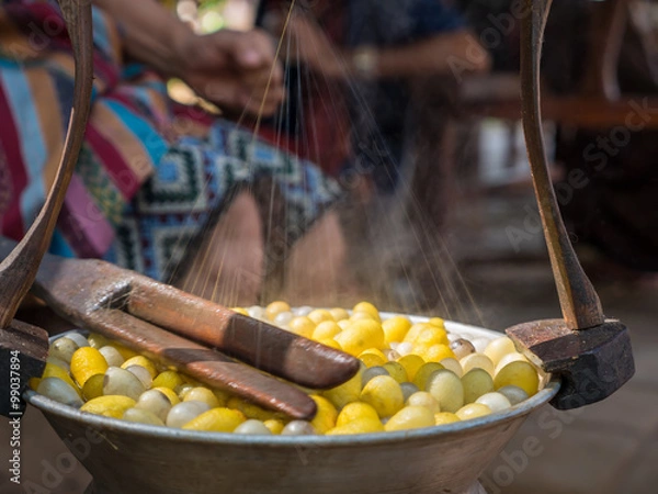 Obraz Draw the silk from cocoons