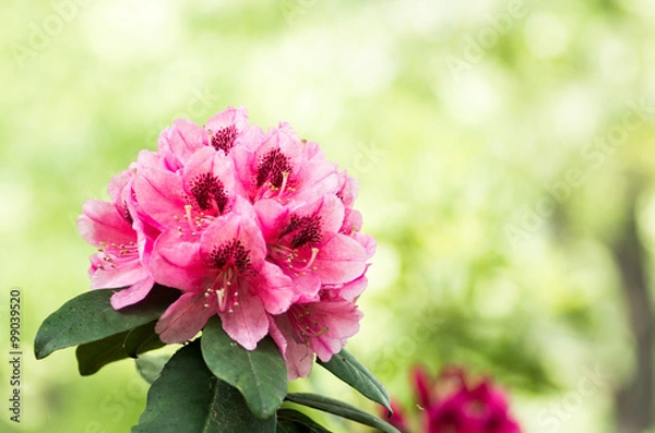 Obraz Kwiat Rhododendron