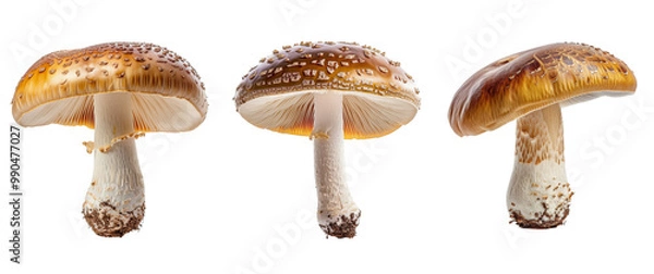 Fototapeta A mushroom is shown in its natural habitat, with its stem and cap visible