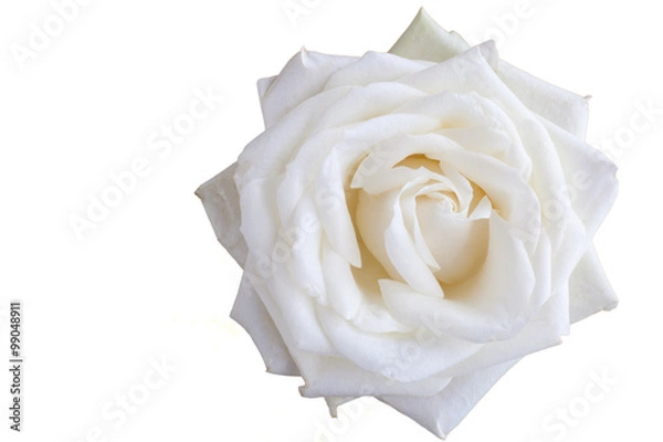 Fototapeta White rose