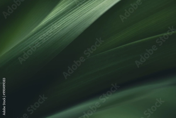 Obraz Dark green leaf texture, Natural green leaves using as nature background black wallpaper or tropical leaf cover page