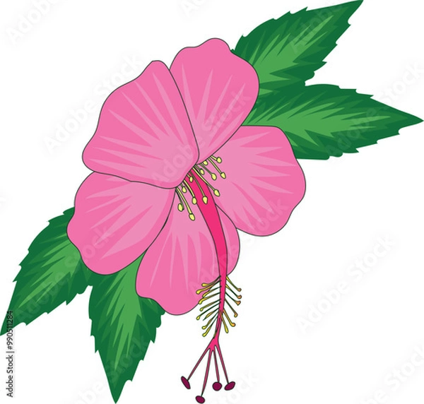 Obraz hand drawing pink hibiscus flower vector design