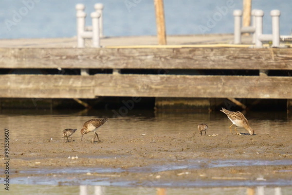 Fototapeta A flock of sandpipers looking for food in a port, on the shore. The ruff (Calidris pugnax) is a medium-sized wading bird that breeds in marshes and wet meadows across northern Eurasia.