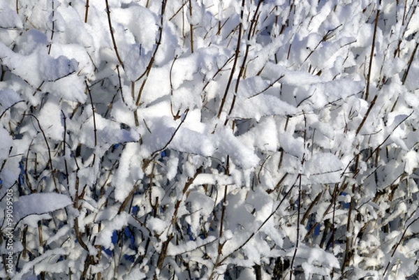 Fototapeta Fresh snow on shrubbery
