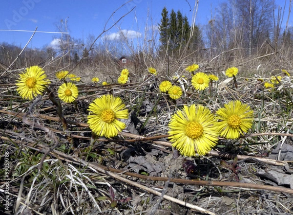 Fototapeta Butterbur