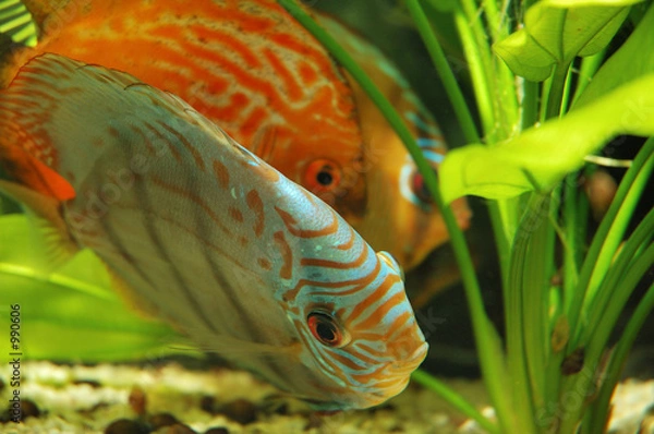 Obraz discuses in tank