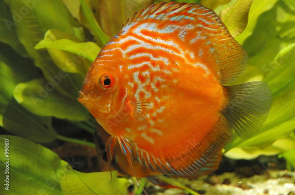 Fototapeta red discus fish